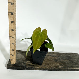 Anthurium Wu papillilaminum x 'Arnold Schwarzenegger' [#1788]