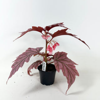 Begonia 'Lamoon' [#1915]
