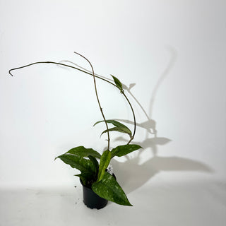 Hoya sp. Aceh Gayo Lues [#2138]