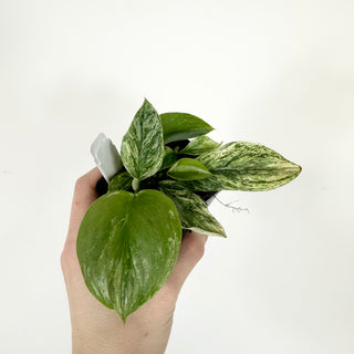 Z-5313 - Scindapsus treubii variegata