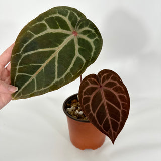 Anthurium 'Zara'/'Michele' x 'Doc Block Lineage' [#1346]