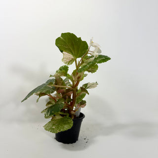 Begonia cucullata (variegated) "Pink Mint" [#2094]