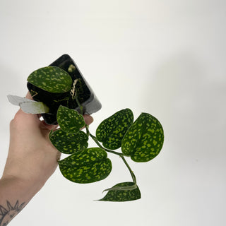 Z-4747 - Scindapsus pictus "Green Form" (Hassk)