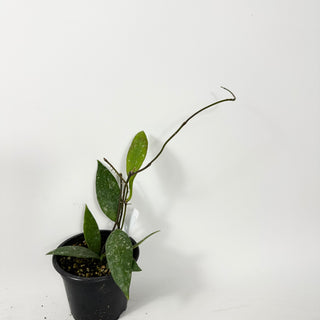 Hoya rundumensis (splash) [#2339]