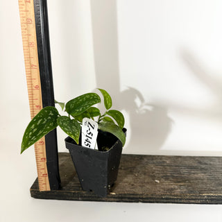 Z-5145 - Scindapsus pictus (Green Form Hassk)