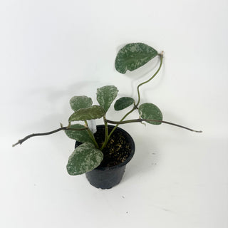 Hoya waymaniae 'Cloudy Sky' [#2458]