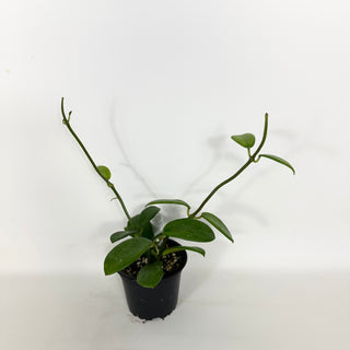 Hoya liangii [#2292]