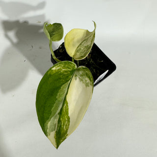 Z-5002 - Scindapsus pictus 'Jade Satin' aurea-variegata