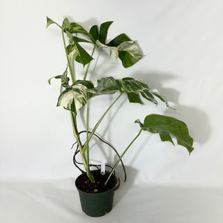 Monstera deliciosa var. borsigiana albo-variegata [#1534]