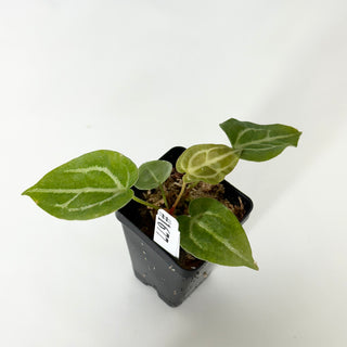 Anthurium magnificum/‘Silver Blush' x 'Arnold Schwarzenegger' [#1677]