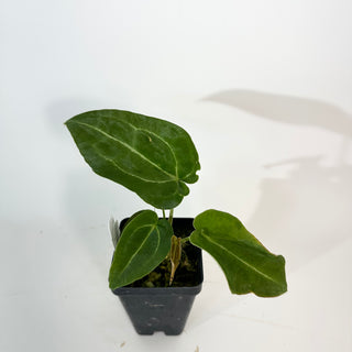 Z-5280 - Anthurium 'Big Bertha' x 'Arnold Schwarzenegger'