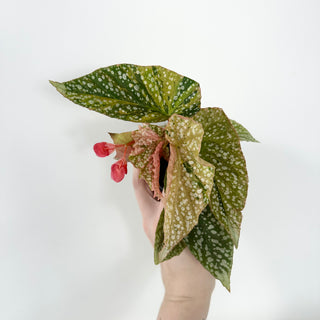 Begonia 'Snow Capped' (Variegated) [#2496]