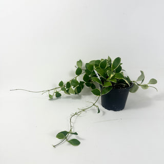 Hoya heuschkeliana albo-marginata [#1972]
