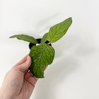 Hoya meredithii [#1816]