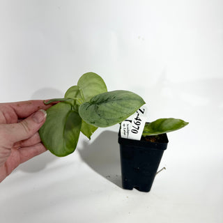 Z-4970 - Scindapsus sp. Lahat