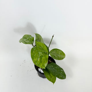 Hoya coriacea (silver) [#1698]