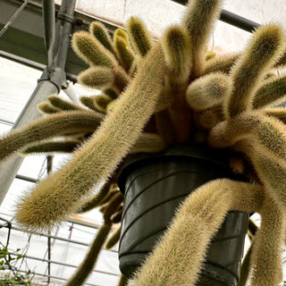 Cleistocactus winteri (Golden Rat Tail Cactus)