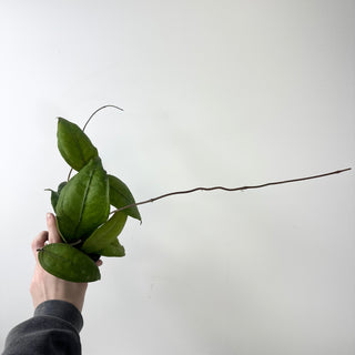 Hoya sp. Aceh Gomas [#1602]