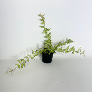Hoya bella 'Luis Bois' [#2003]