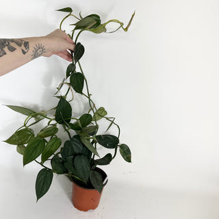 Philodendron 'Burle Marx Fantasy' - 5.5" Pot (XL) [#2096]