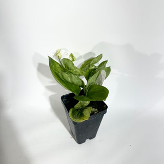 Z-4909 - Scindapsus treubii 'Moonlight Mint'