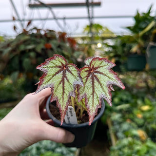 Begonia 'Connee Boswell'