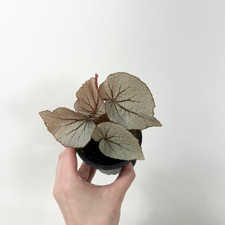 Begonia 'Rice Paper' [#1869]