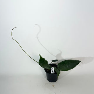 Hoya macrantha [#2187]