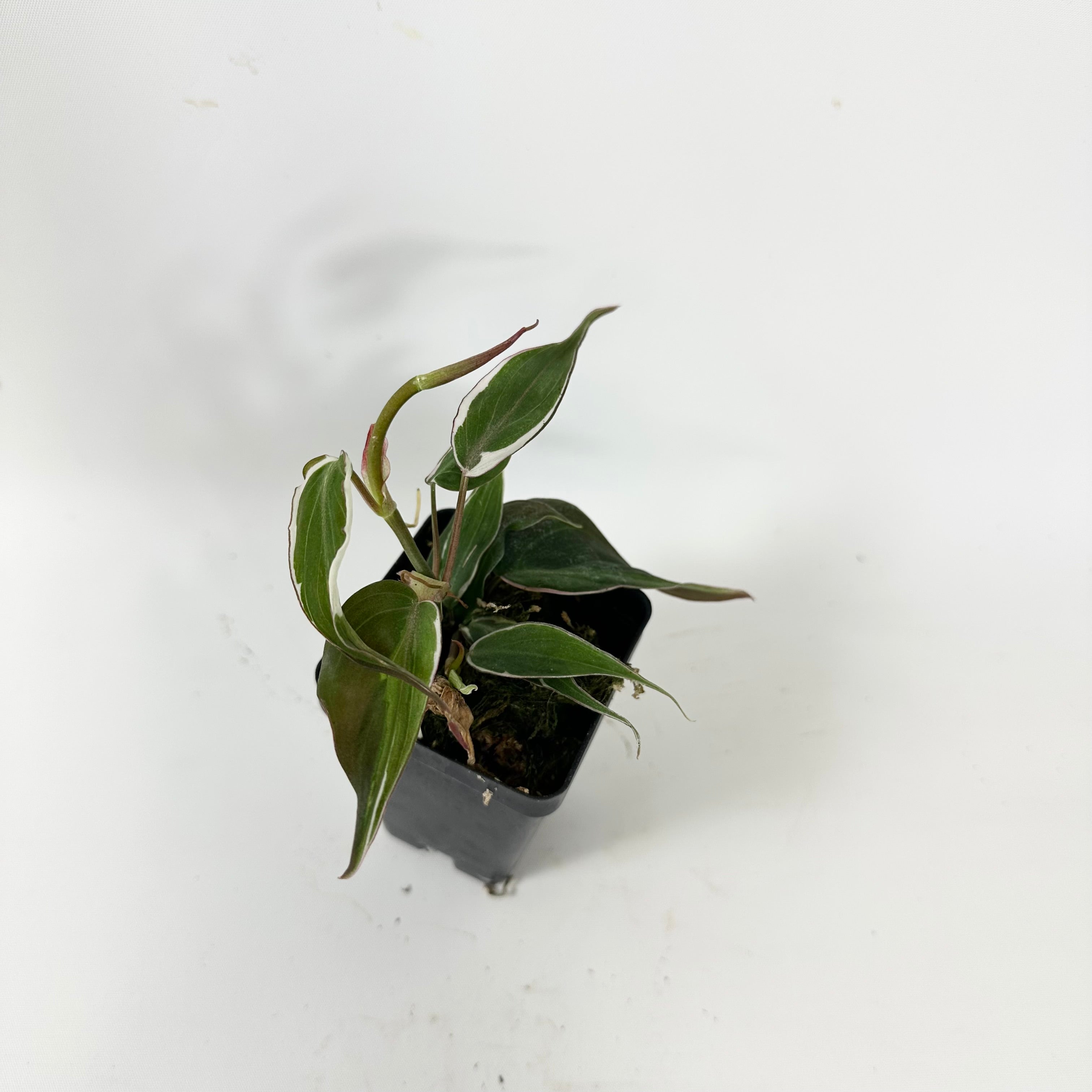 philodendron micans halo variegated Philodendron hederaceum 'Micans Halo' – Steve's Leaves