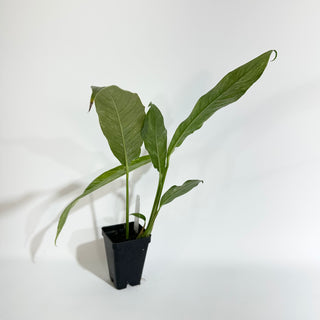 Z-5097 - Rhaphidophora megasperma variegata