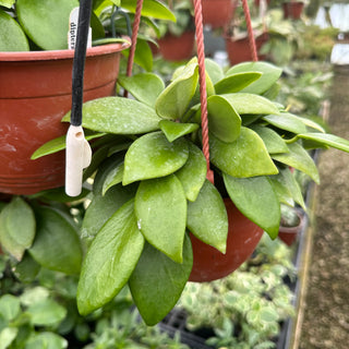 Hoya diptera