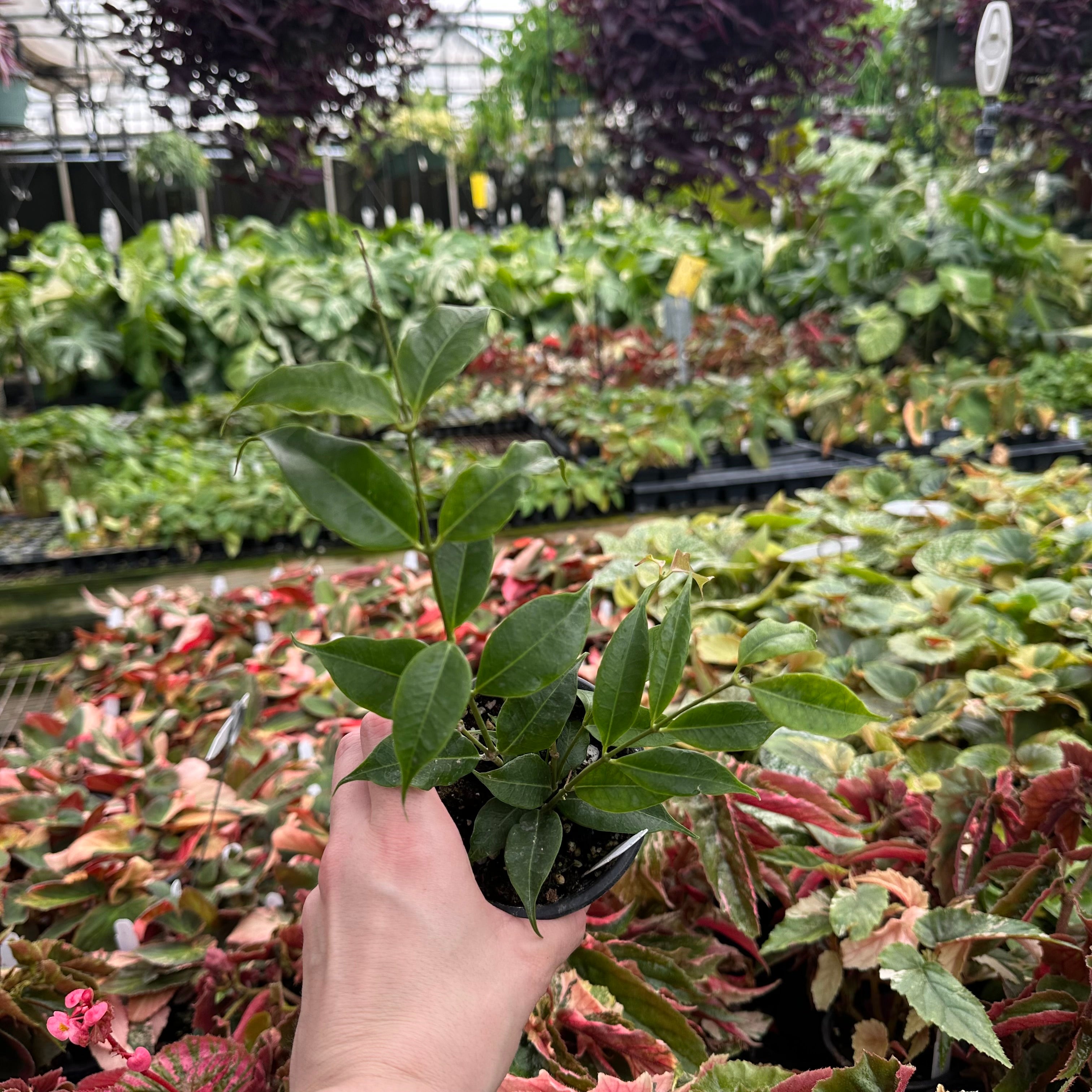 anthurium medusa Hoya medusa – Steve's Leaves