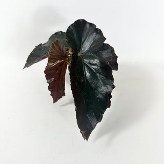 Begonia 'Monarch' [#1925]