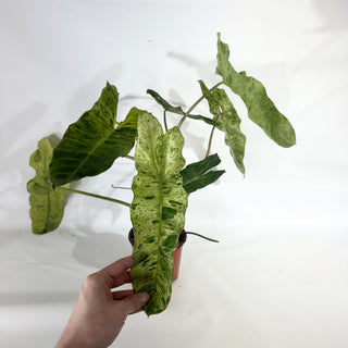 Philodendron 'Paraiso Verde' - 5.5" Pot