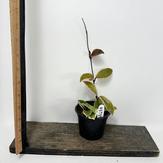 Hoya carnosa 'Purple Pride' [#1719]