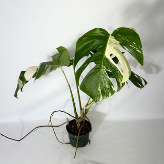 Monstera deliciosa var. borsigiana albo-variegata [#1521]