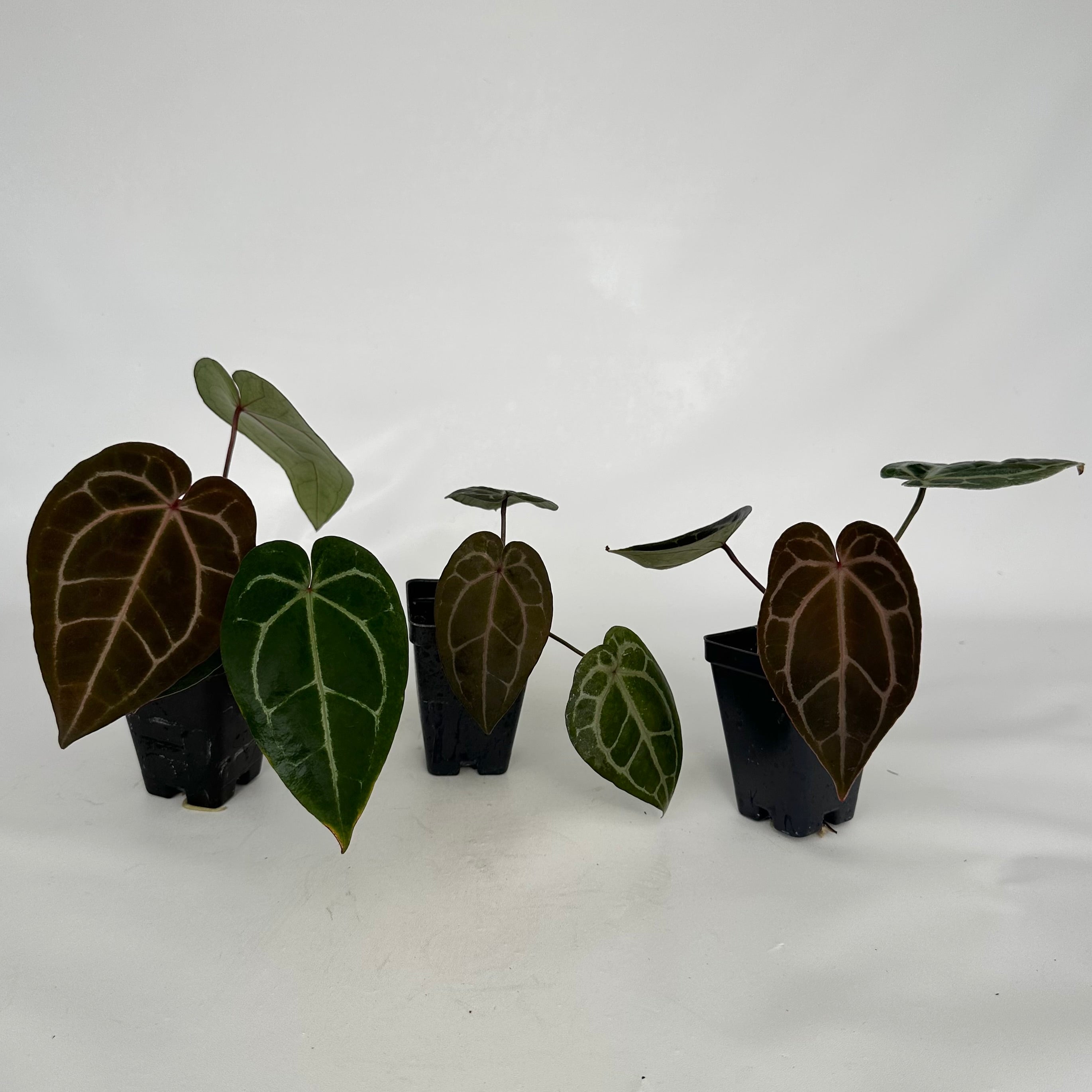 anthurium michelle x zara Anthurium 'Ace of Spades' x 'Zara'/'Michelle'