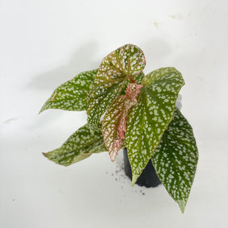 Begonia 'Snow Capped' (Variegated) [#2107]