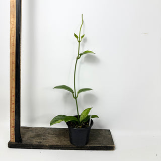 Hoya australis albo-marginata [#2413]