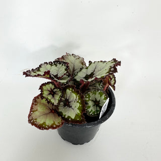 Begonia 'Dolce Vita' [#2100]