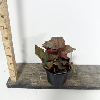 Begonia 'Robin' [#2050]