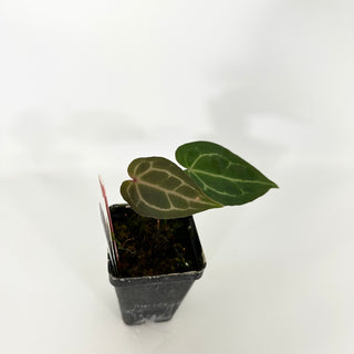 Anthurium crystallinum/magnificum x 'Doc Block F2' [#1336]