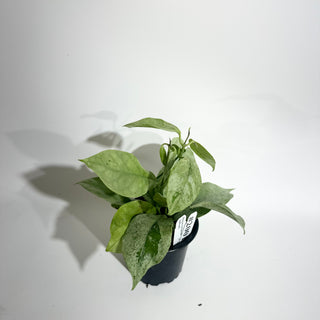 Hoya coriacea (silver) [#2001]