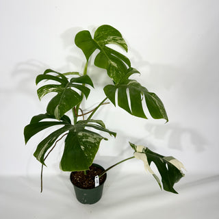 Monstera deliciosa var. borsigiana albo-variegata [#1489]