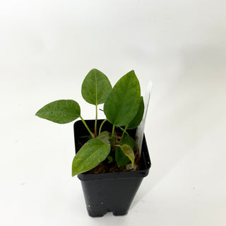 Anthurium 'Prince of Darkness' x indo portillae [#1673]