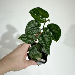 Z-5001 - Scindapsus pictus 'Black Mamba'