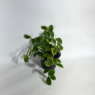 Hoya heuschkeliana albo-marginata [#1952]
