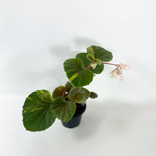 Begonia cucullata (variegated) [#2491]