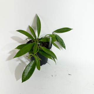 Hoya stoneana [#2023]