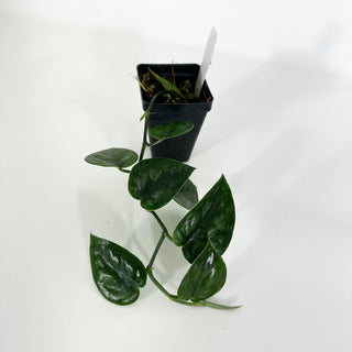 Z-4588 - Scindapsus pictus 'Black Mamba'